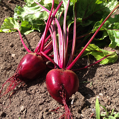 TVM_A_300x300_veggies